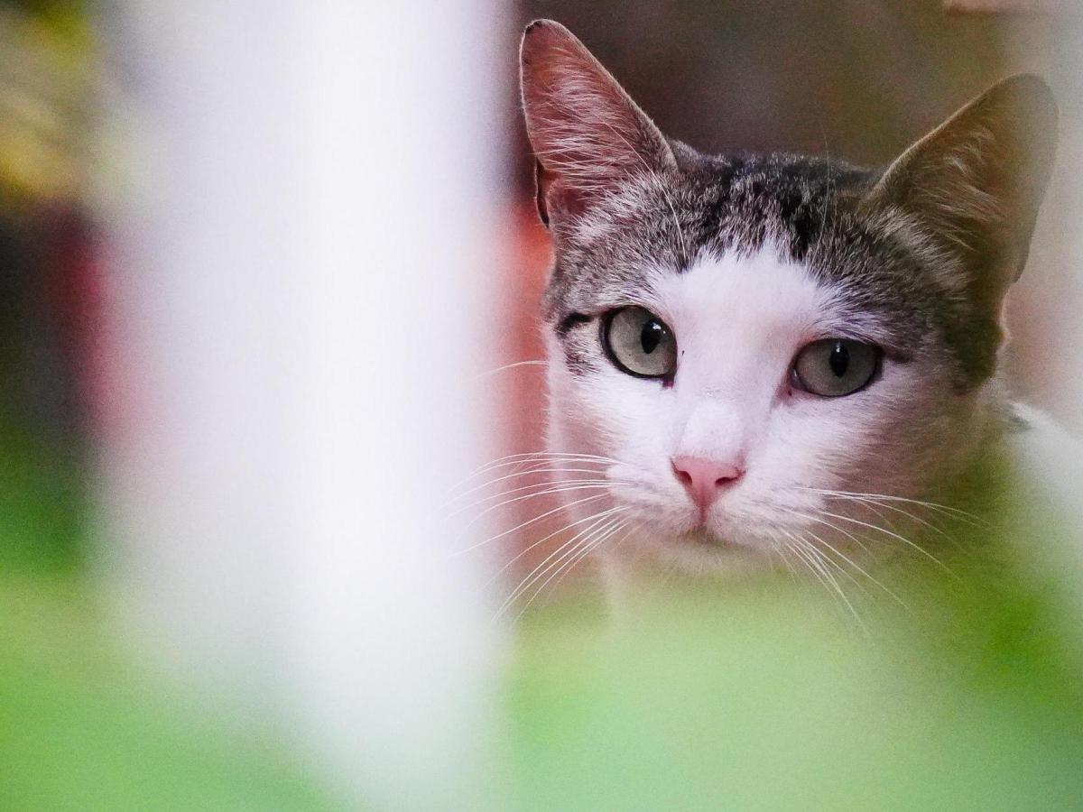 Il gatto soffre davvero di solitudine? Come introdurre un secondo micio in casa