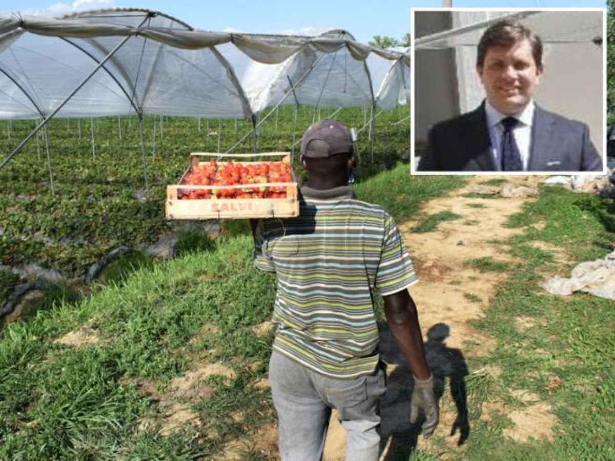 StraBerry e l'accusa di caporalato: la Procura chiede 7 anni per il fondatore Guglielmo Stagno d'Alcontres