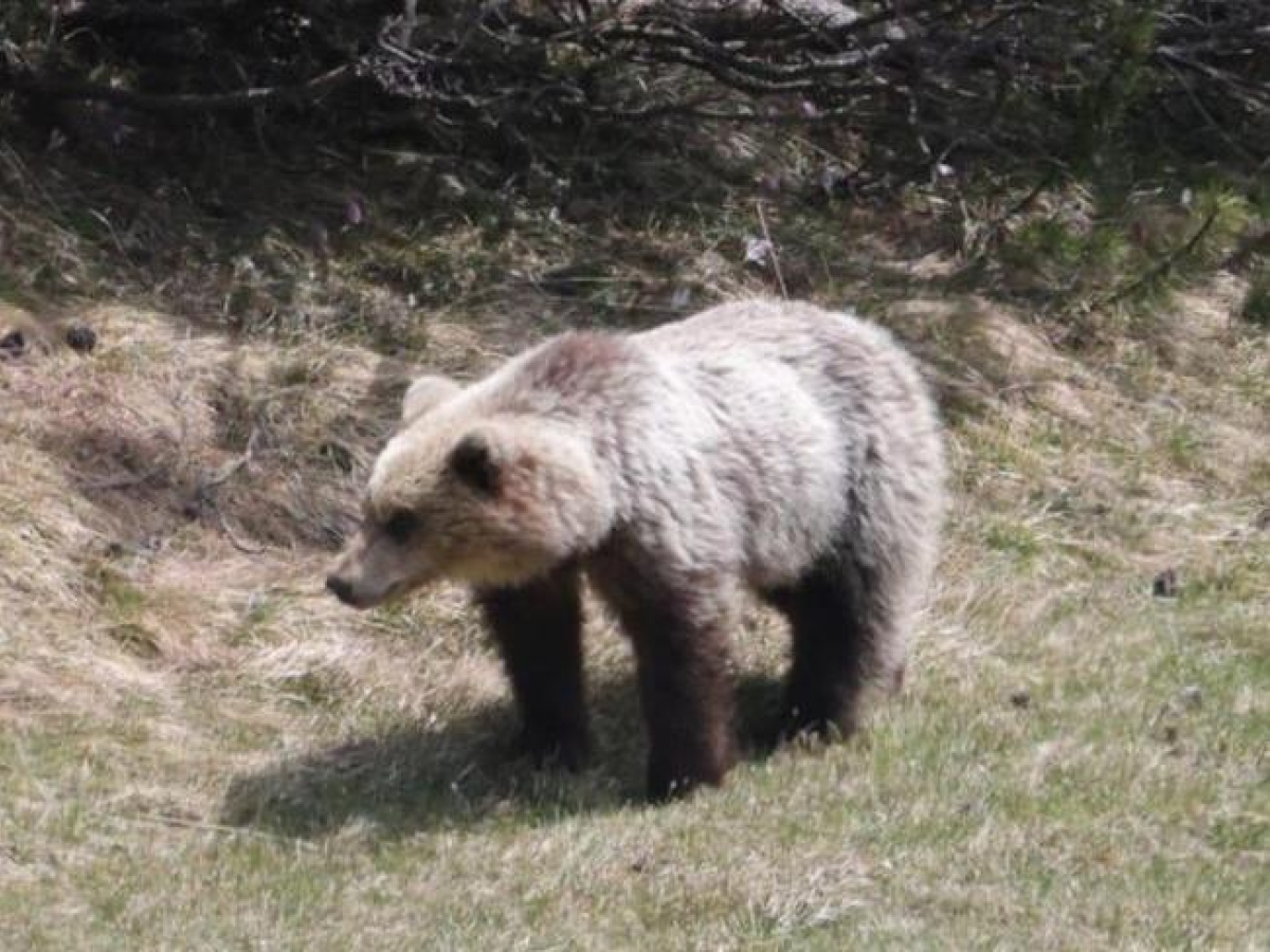 Orsi bruni e branchi di lupi, ecco dove sono i predatori in Lombardia. «Presto un'app per monitorare i carnivori»