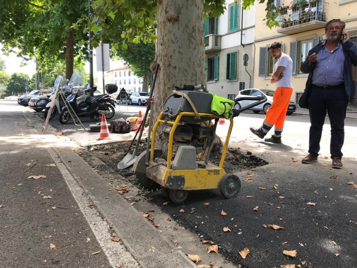 Firenze e la grana dell’asfalto sugli alberi. Gli operai: «Ora diteci cosa fare»