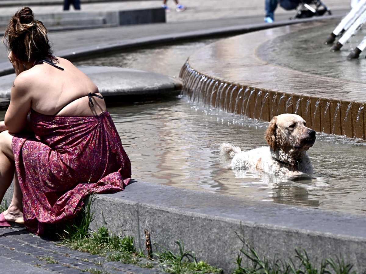 Caldo, i consigli per cani e gatti: «Passeggiate solo di mattina presto o dopo il tramonto»