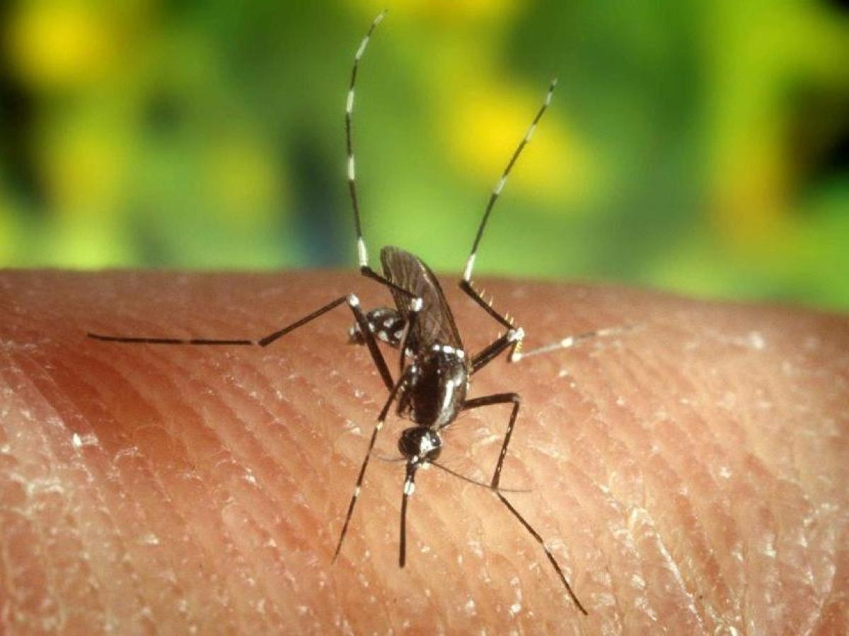 West Nile, terza vittima nel Lazio: deceduto un 86enne | Salgono a 2 i morti in Campania West Nile, terza vittima nel Lazio: deceduto un 86enne | Salgono a 2 i morti in Campania