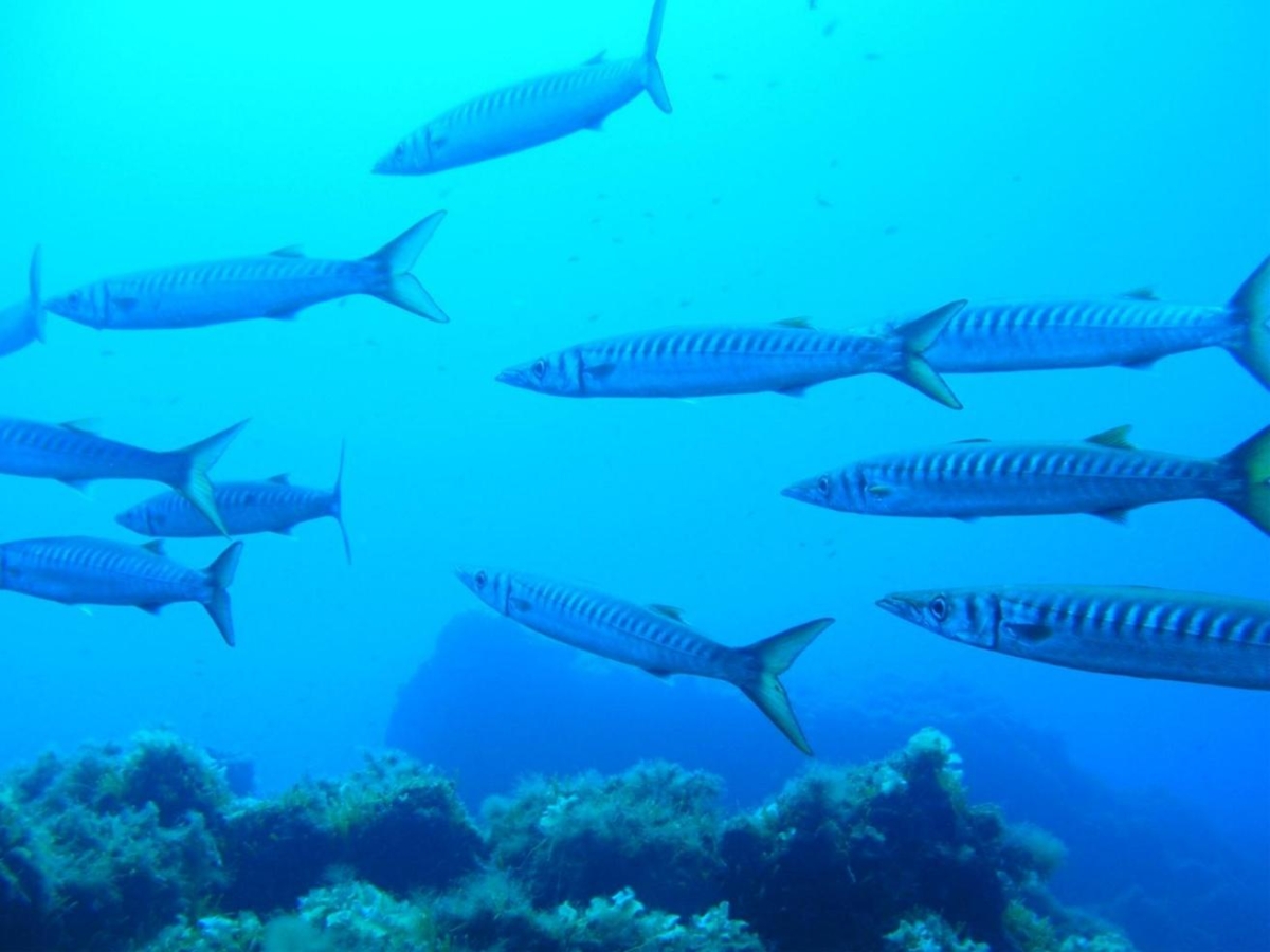 Viaggio con i sub tra i barracuda dell'Isola di Capraia: pesci tropicali nel mare toscano sempre più caldo