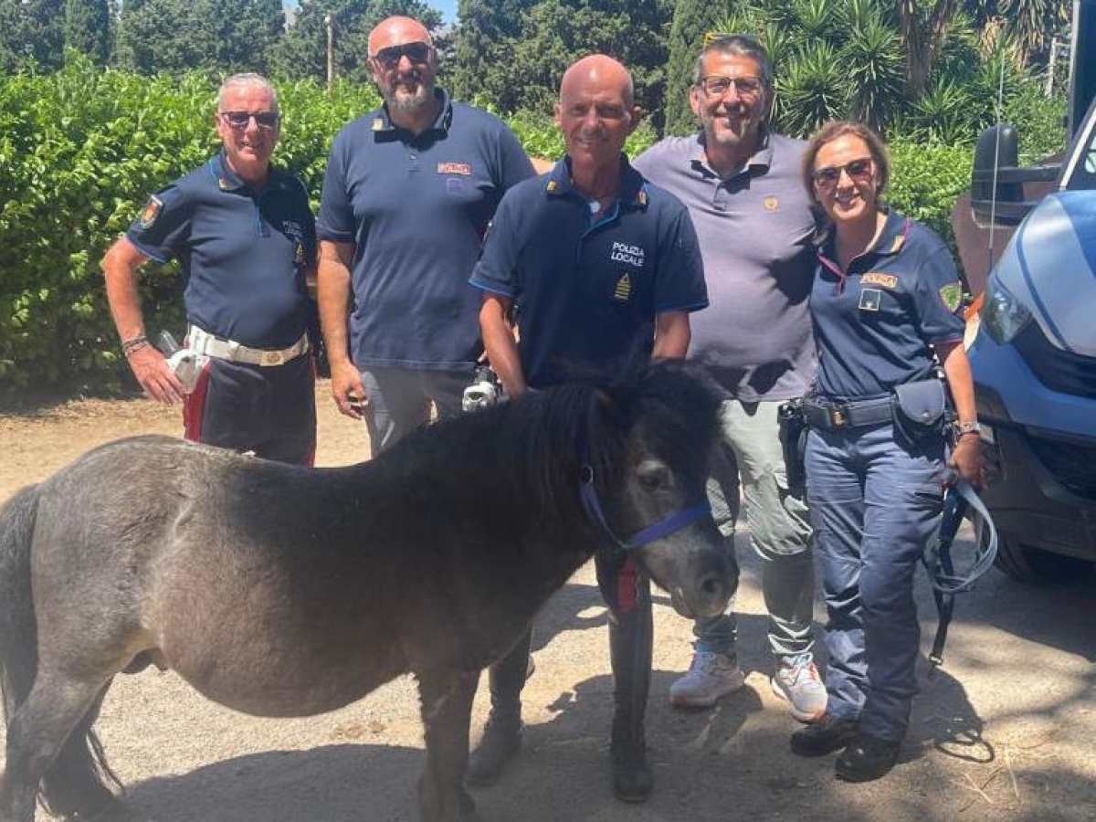 Il pony Toretto, dalle corse clandestine della criminalità alla polizia. Di cui sarà l'«ambasciatore»
