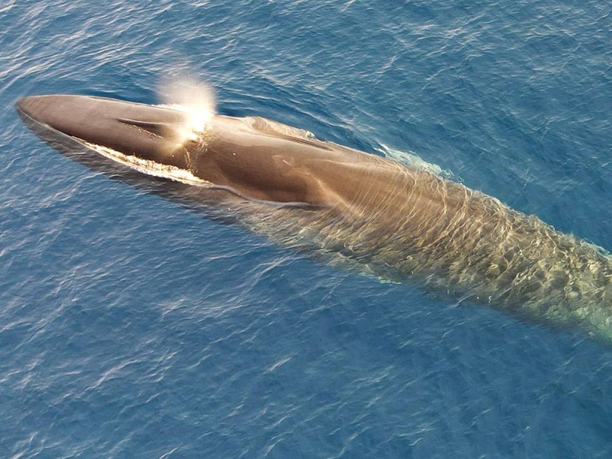 Delfini e balene, il tesoro nascosto (ma non troppo) del Mar Ligure. A Sanremo «cantano» anche loro - Video