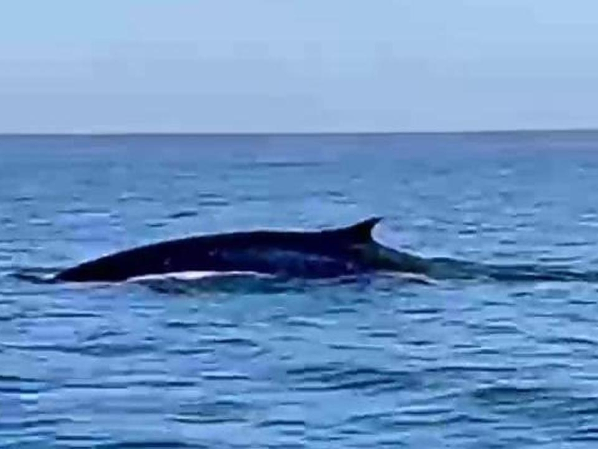 Sorpresa ad Ischia, avvistate due balenottere