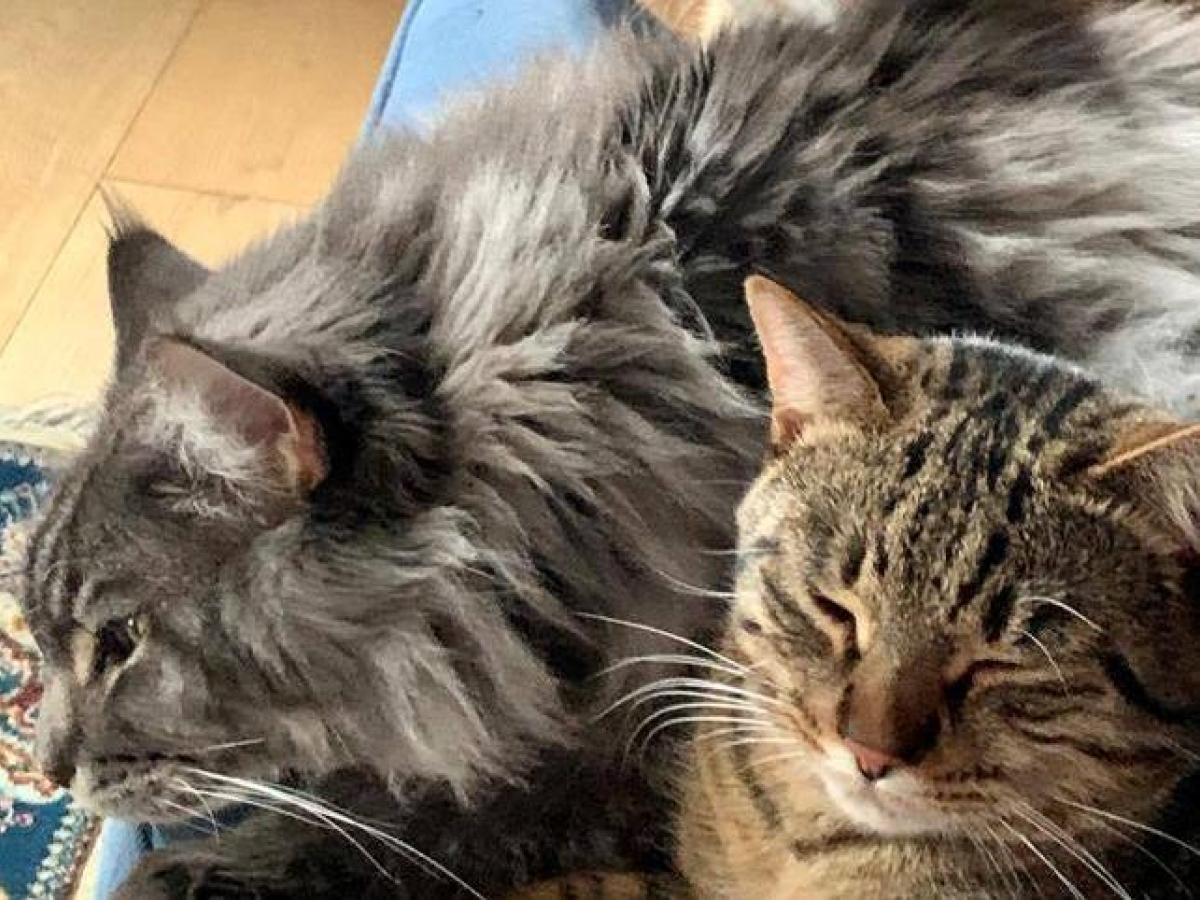 Roma, la donna vittima di violenze dal suo ex e i tre gatti indesiderati. Appello al Comune: «Prendeteli voi»