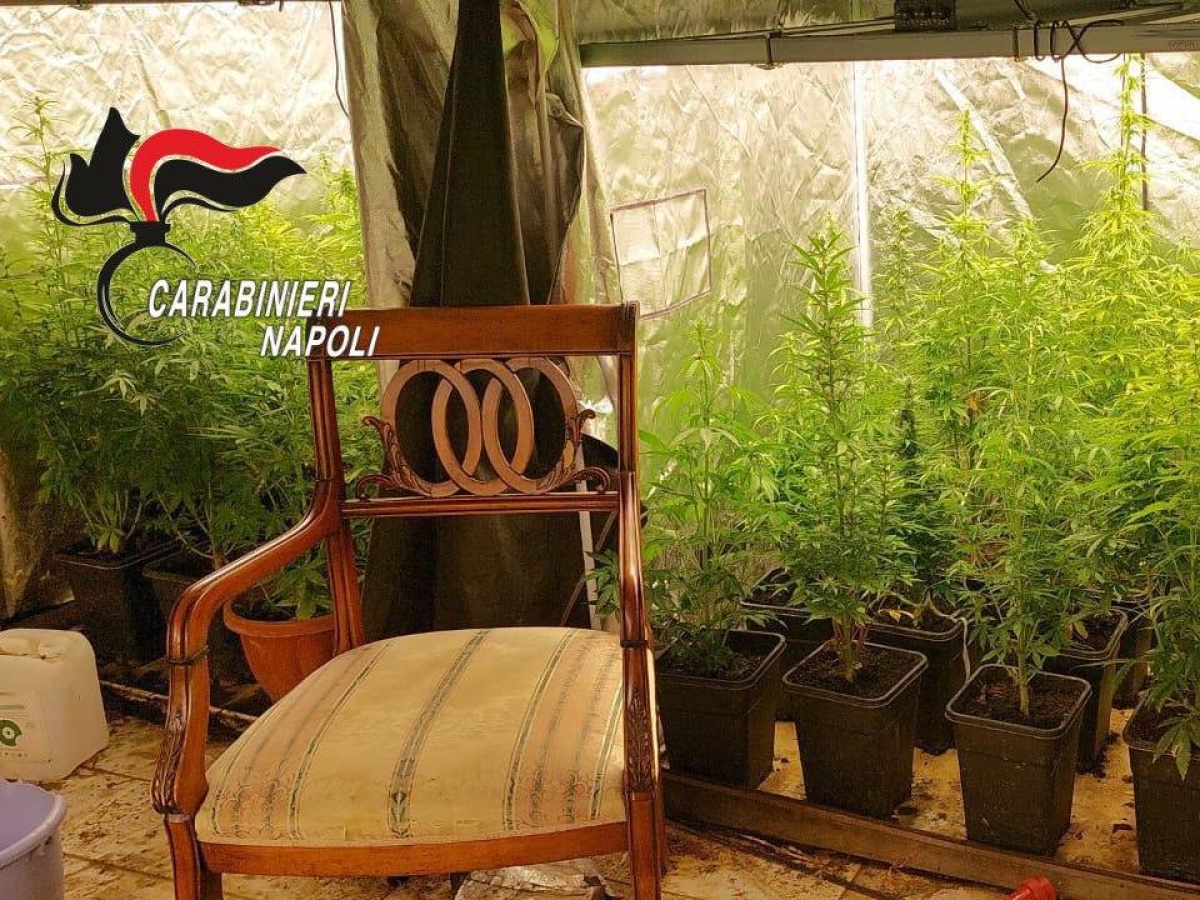A Marano in una villa scoperta una serra hi-tech di marijuana