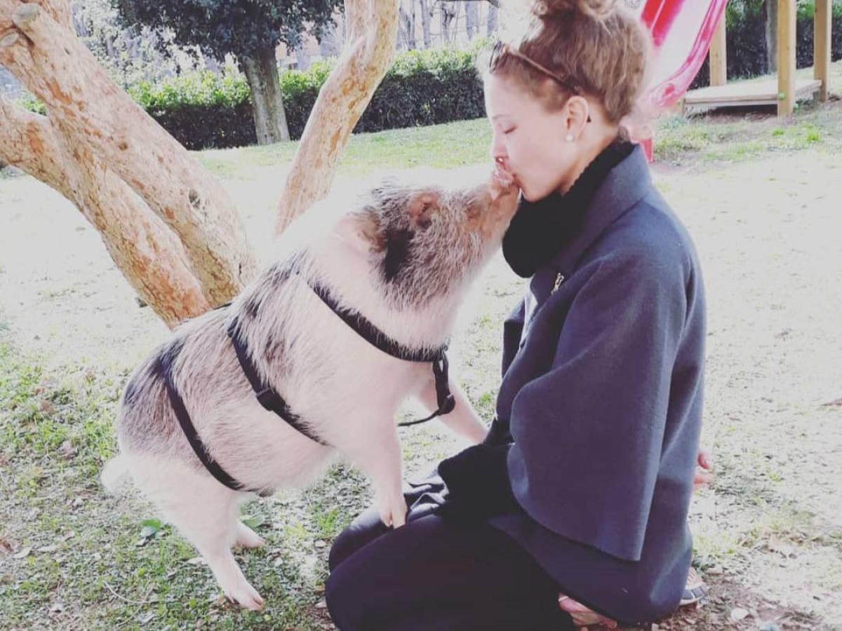 Bacon, il maialino per la pig therapy sotto sfratto a Rieti. La proprietaria Consuelo D'Antonio: «Me lo vogliono portare via»