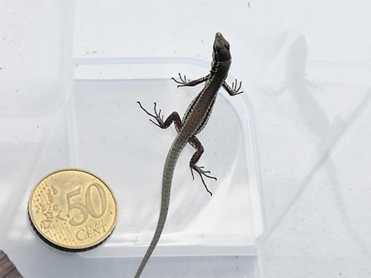 Pelli Di Vitello Rigido Trama Saffiano Rosa - GIFA Accessori - Foto 7