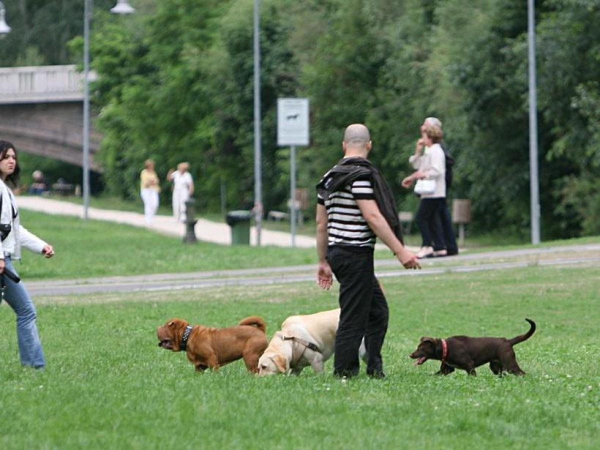Tassa sui cani in Alto Adige, il «no» trasversale dagli animalisti alla politica: «Allora facciamo pagare anche le mucche»
