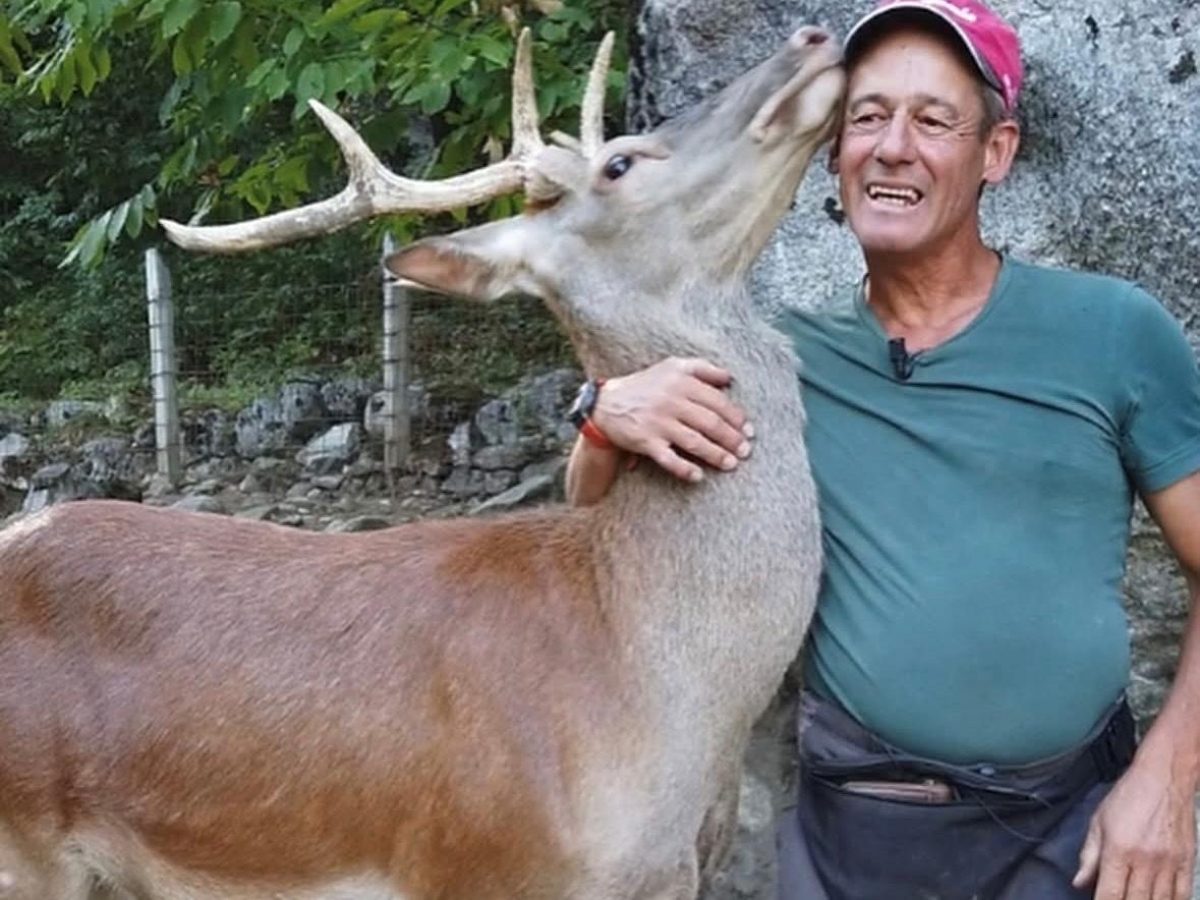 Morto il cervo Bambi, tutta la Valtellina si era mobilitata per salvarlo quando era cucciolo. Del Zoppo, l'uomo che l'aveva adottato: «Ciao, caro amico»
