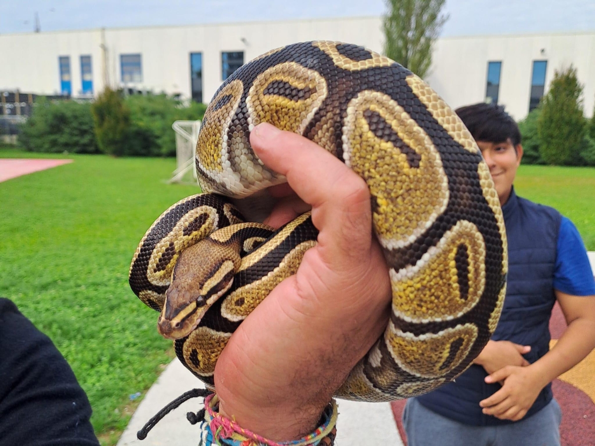 Monza, pitone reale nei giardinetti pubblici a 300 metri dalla scuola: il ritrovamento all'uscita degli studenti