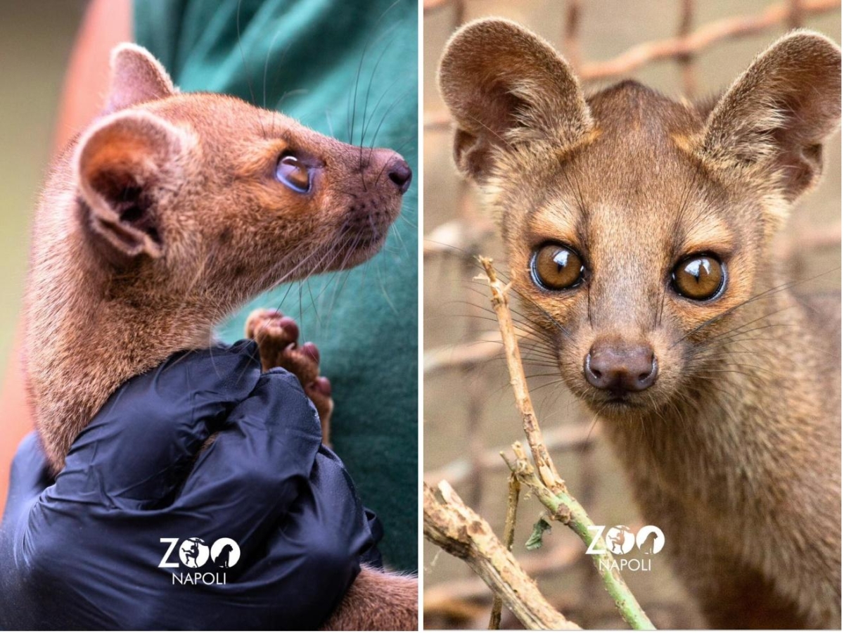 Allo Zoo di Napoli quattro cuccioli di Fossa del Madagascar: è la prima volta che il predatore a rischio estinzione nasce in Italia