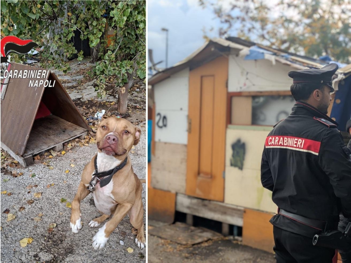 Napoli, controlli e sequestri di droni e rame nel campo rom di Poggioreale: messi in salvo due cani