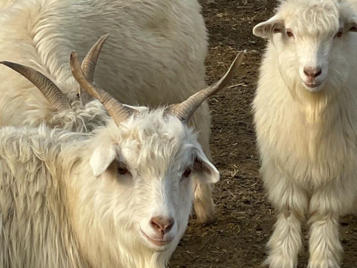 Milano–Yulin: la nuova via del cashmere. Il distretto cinese si presenta tra innovazione, sostenibilità e collaborazione con il design italiano