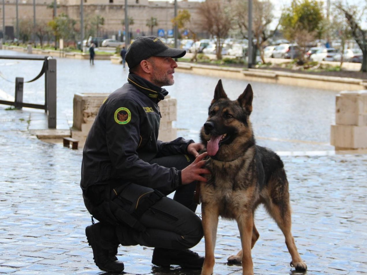 Guardia di Finanza, il talento del cane antidroga Jackpot: «Per lui è un gioco, ma così sbanca i narcos»