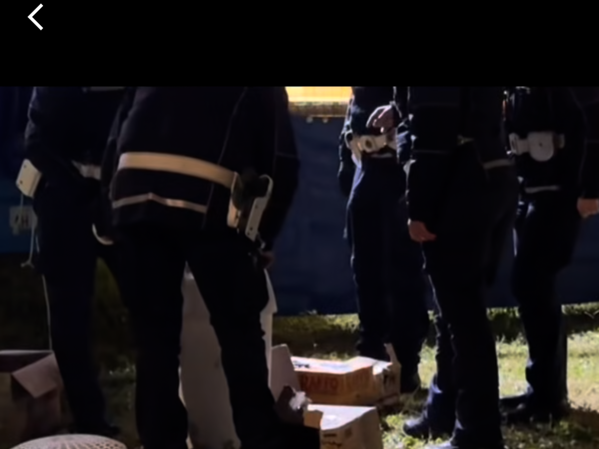 Topi da laboratorio liberati dentro «Natale all'Eur», Gregori (vicepresidente del IX Municipio): «Atto vergognoso»