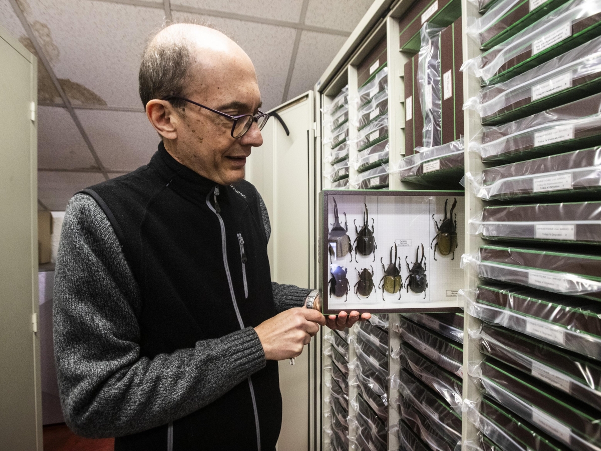 Viaggio nei depositi del museo di Storia naturale di Milano: «Non scompaiono solo le specie, anche gli entomologi stanno sparendo»