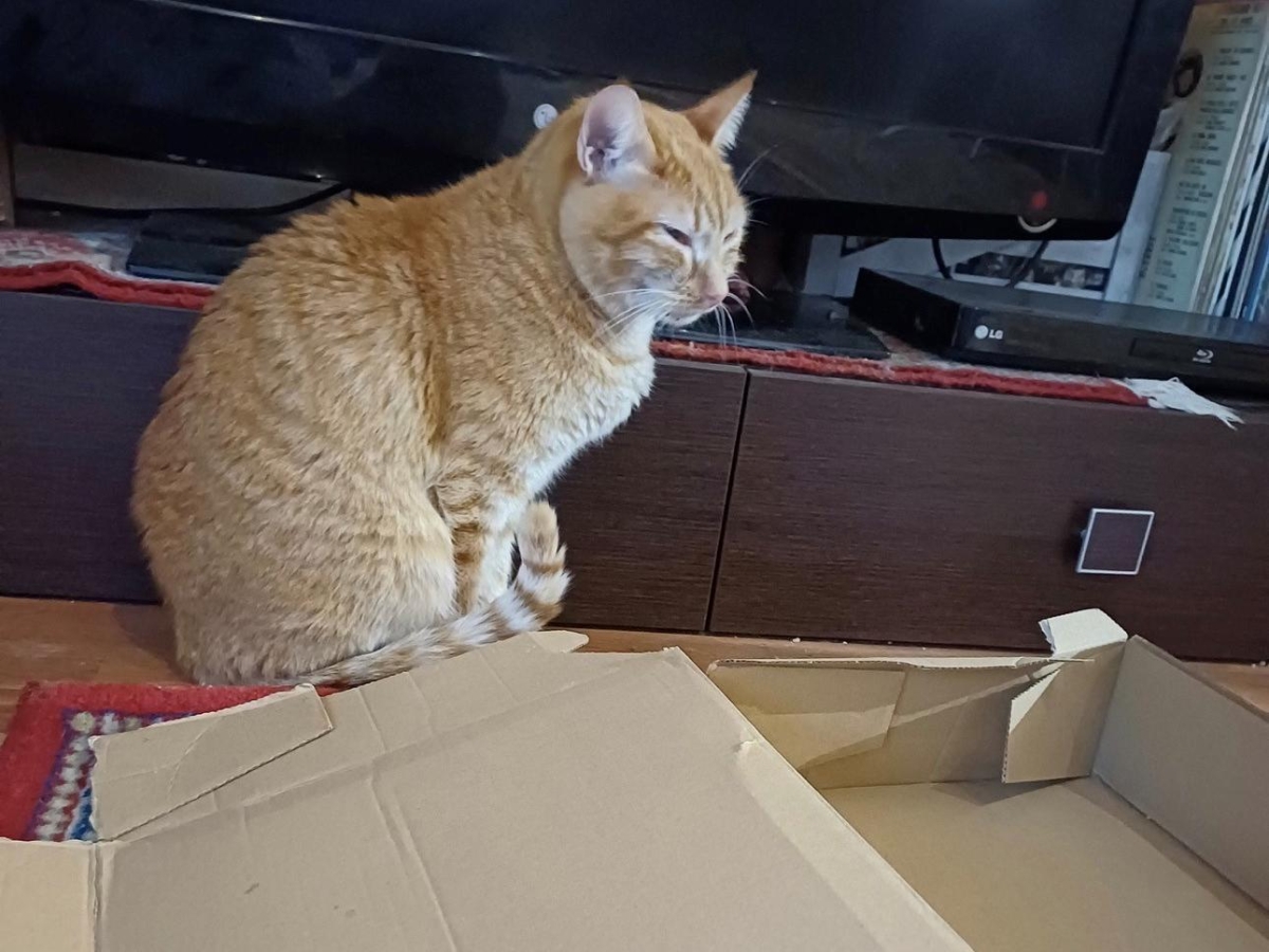 Il gatto Anacleto finisce in lavatrice, la padrona di casa se ne accorge dopo un lavaggio. Il veterinario che lo ha salvato: «È stato un miracolo di Natale»