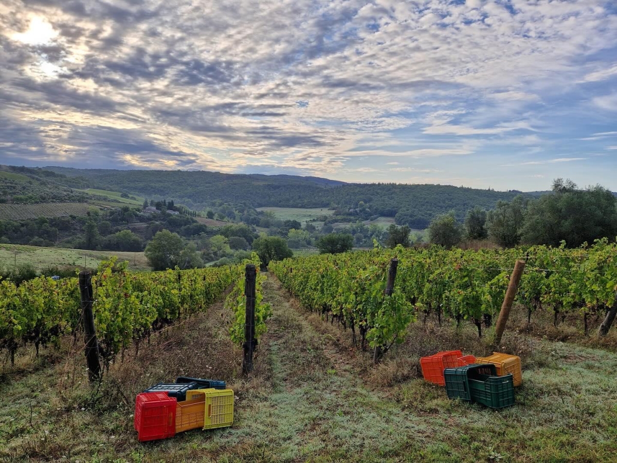Brunello di Montalcino, la storica tenuta Cerbaia acquistata da una famiglia coreana