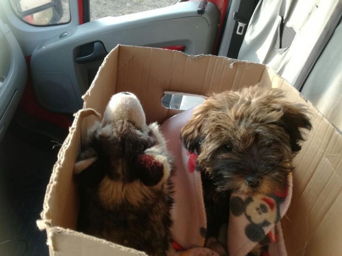 Lola, la cagnolina contesa tra ex marito e moglie a Vigevano. Il giudice nega le visite: «Gli animali domestici sono come beni mobili»