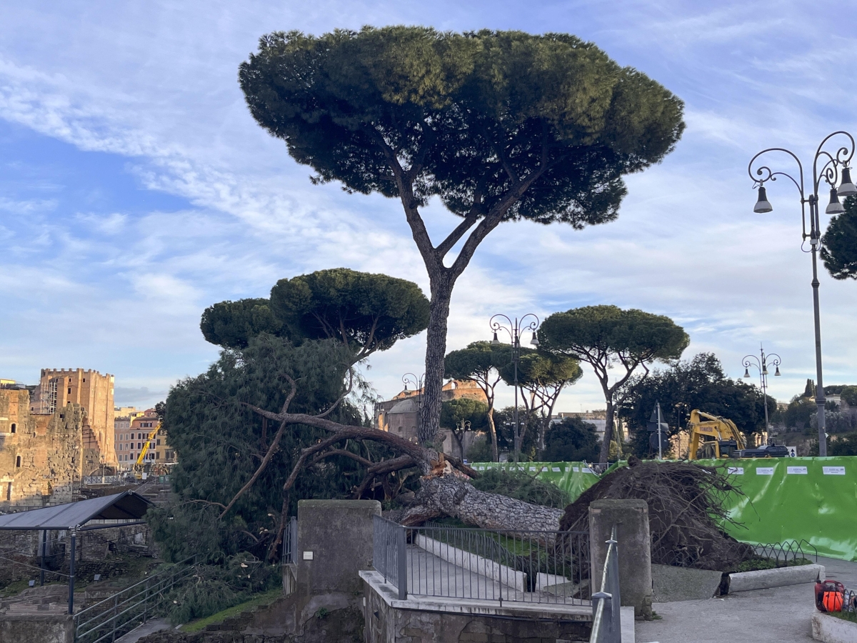 Alberi crollati ai Fori Imperiali: la task force del Comune affiancata da un team di esperti per accelerare le valutazioni