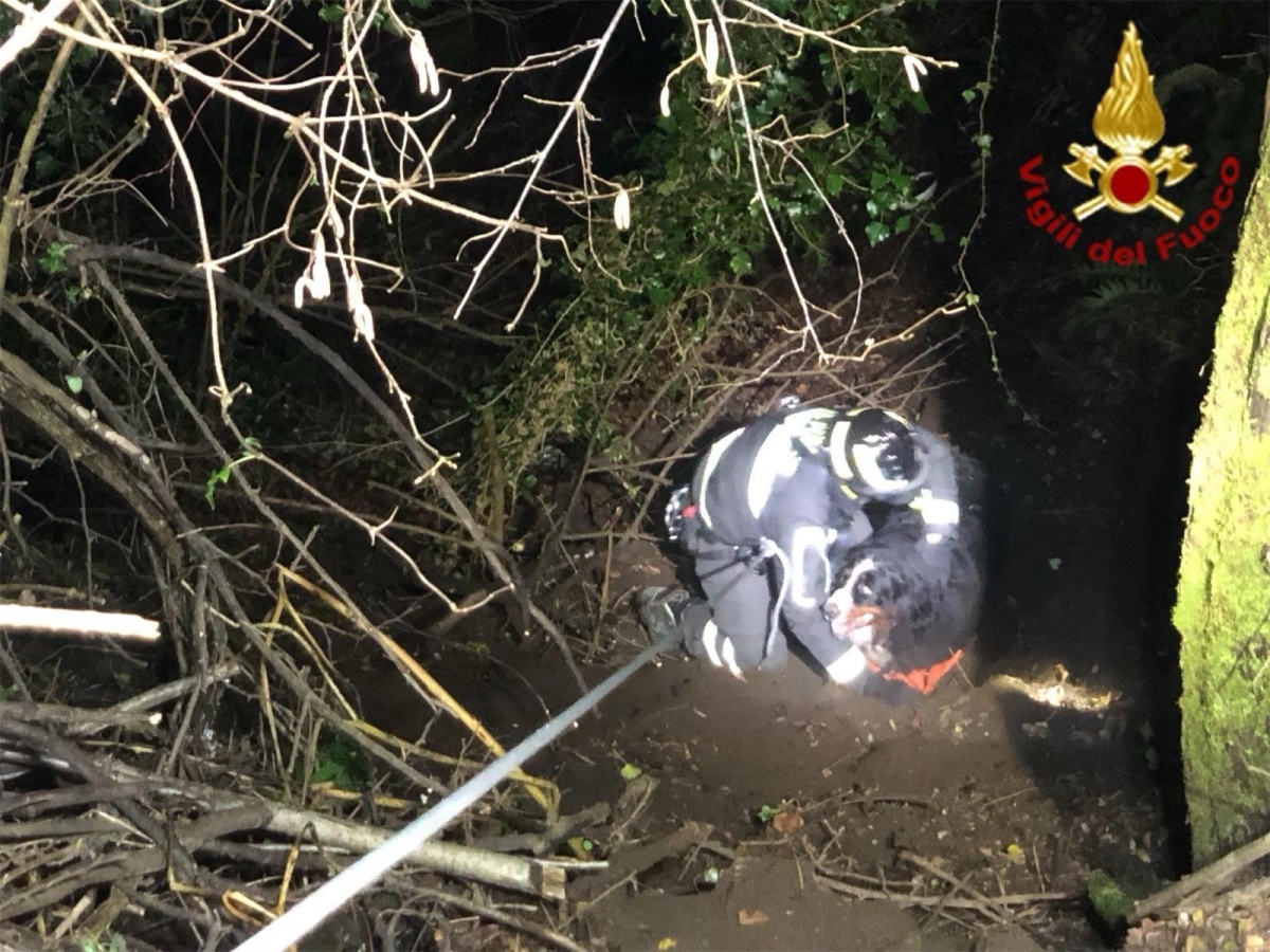 Montegrino Valtravaglia, cane di razza bernese cade in un dirupo dopo esser scappato nel bosco: imbracato e portato in salvo