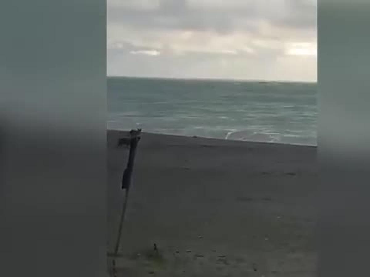 Policoro, tre lupi passeggiano in riva al mare: il video fa il giro del web