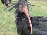 Bracconaggio dell'ibis eremita: dall'Europa due infrazioni