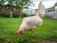 Galline in affitto per combattere la crisi delle uova: negli Stati Uniti cresce il fenomeno «rent the chicken»
