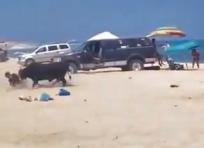 Messico, una turista attaccata da un toro su una spiaggia di San José del Cabo: il video dell'aggressione