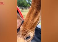 La giraffa solleva una bambina, paura durante il safari in Texas