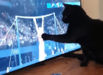 Il gatto che «fa cadere» l'atleta olimpico è virale sul web