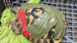 La tartaruga abbandonata con il carapace rotto (riattaccato col nastro isolante)