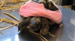 Rugo, la tartaruga abbandonata col carapace incollato è ancora in pericolo di vita
