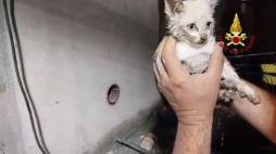 Gattino incastrato in un tubo, i vigili del fuoco lo salvano dopo 5 ore di lavoro
