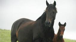 Il Cavallo Siciliano riconosciuto come razza a limitata diffusione 