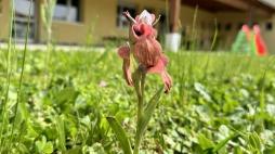 Rara orchidea scoperta nel giardino di una scuola in Versilia