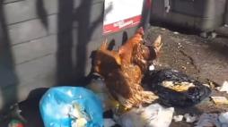 Roma: non solo cinghiali a cibarsi fra i rifiuti, ci sono anche le galline