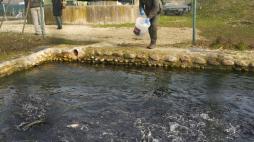 Verona, trote e non solo: nell'Adige l'«incubatoio» dei pesci a rischio 