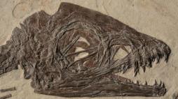 Ricostruiti in 3D organi di Ciro, primo dinosauro italiano: fu ritrovato a Pietraroja (Benevento) nel 1980