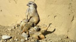Bergamo, al Parco Le Cornelle sei nuovi cuccioli: quattro suricati e due canguri rossi. Contest su Facebook per scegliere i nomi