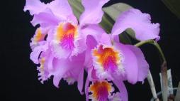 Orchidee spontanee del Gargano: a Mattinata il primo festival per ammirarle