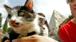 Gatti all'ombra della Piramide, torna la festa: incontri e appuntamenti per gli amanti dei felini