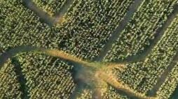 A Oreno spunta il «labirinto di mais». Dal 24 settembre ci si potrà perdere nelle campagne di Vimercate tra piante alte oltre tre metri