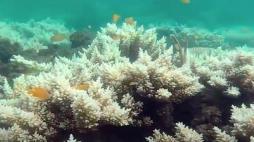 I rilevamenti sono stati condotti dalla Great Barrier Reef Marine Park Authority, in collaborazione con l'Australian Institute of Marine Science.
Roger Beeden, scienziato capo dell'Autorità per la barriera corallina, ha dichiarato che i risultati sono coerenti con i modelli di «stress da calore» che si sono sviluppati durante l'estate, in presenza di «temperature del mare superiori alla media». Beeden ha dichiarato che il cambiamento climatico è la più grande minaccia per la Grande Barriera Corallina e per le barriere coralline a livello globale. (Storyful)