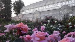 Mostra dei Fiori 2024 a Firenze: la fiera torna nel giardino dell'Orticoltura