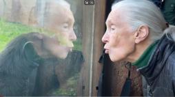 Bioparco, Jane Goodall tra gli scimpanzé inaugura la rete dei giardini zoologici