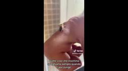 L'etologo Andrea Lunerti ha pubblicato un video su Tik Tok in cui mostra il momento in cui viene punto da un'ape e spiega come estrarre il pungiglione senza farsi prendere dal panico, nonostante "il forte dolore".